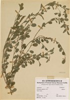 藏品(煉莢豆)的圖片